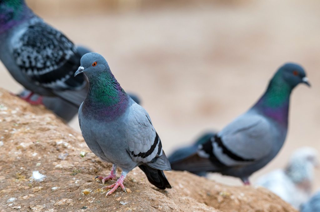 Close up of few Pigeon or Columba livia sits on stone