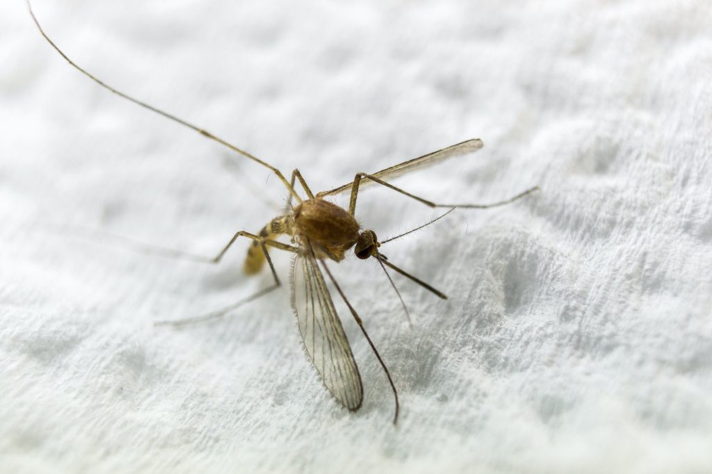 Closeup shot of a mosquito on a soft cloth